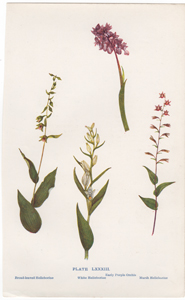 Early Purple Orchis, Broad-leaved Helleborine, White Helleborine, Marsh Helleborine